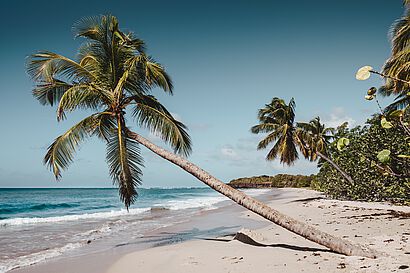 Strand mit Palmen und Blick aufs Meer
